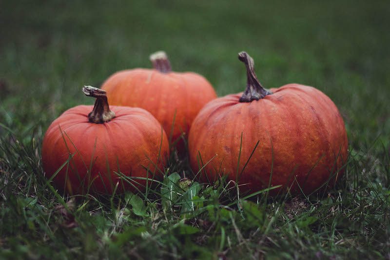 Three pumpkins in the grass in Beaufort, NC, where fall maintenance is needed.