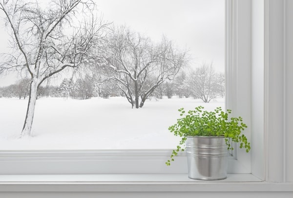 Snowy outside image with a green plant on a windowsill indoors.