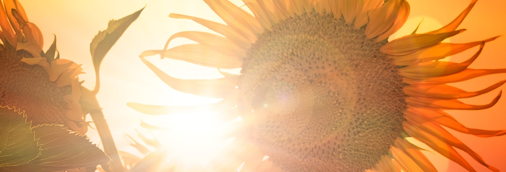 Close-up of sunflower partially blocking sun rays.