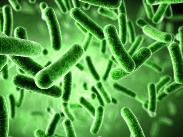 Bacteria causing the smell coming from my furnace.